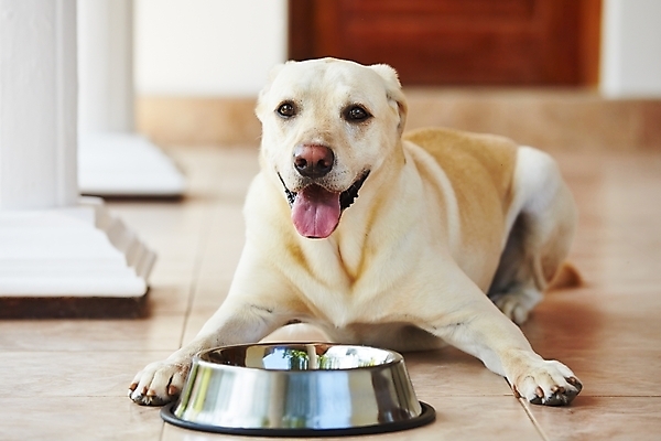포토 JPG 해외이미지 동물 응시 가정 휴식 바닥 주택 사람없음 반려동물 눕기 가축 표현 기다림 사발 개 달콤 고독 갈증 래브라도리트리버 혀 먹기 배고픔 손목시계 송곳니 돌봄 수유 인내 혼자 해외202004 해외포토 시선 감정 시계 컨셉 장신구 포유류 모션 건물 입 사기그릇 리트리버 맛 치아 파일형식 이미지허브