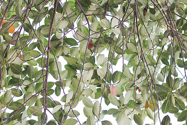 포토 JPG 해외이미지 나무 식물 음식 백그라운드 잎 과일 자연 사람없음 초록색 여름 노란색 흰색 신선 질감 층 잭 내추럴 고립 떠남 해외202004 해외포토 계절 컬러 모션 생태계 파일형식 이미지허브