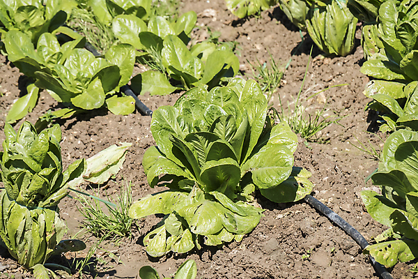 포토 JPG 해외이미지 식물 산업 문화 음식 잎 밭 농업 채소 자연 건강 사람없음 초록색 농작물 농장 정원 샐러드 수확 성장 시골 신선 시장 상추 과수원 땅 유기농 원예 채식 거름 밭일 생태학 숙성 온실 줄서기 채식주의자 로메인상추 해외202004 해외포토 웰빙 교육 컬러 모션 취미 생태계 파일형식 이미지허브