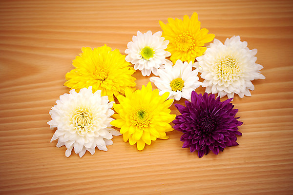 포토 JPG 해외이미지 식물 계절 꽃잎 꽃 줄기 꽃다발 결혼 백그라운드 잎 꽃무늬 자연 발렌타인데이 선물 사랑 사람없음 목재 장식 컬러풀 노란색 정원 봄 벚꽃 흰색 축하 신선 달콤 배열 제비꽃 카네이션 질감 데이지 거베라 내추럴 장례 해외202004 해외포토 나무 감정 컬러 컨셉 무늬 재료 데이이벤트 이벤트 맛 생태계 파일형식 이미지허브