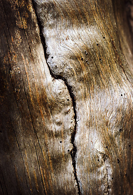 포토 JPG 해외이미지 나무 1 디자인 선 벽 백그라운드 패턴 자연 벽지 날씨 추상 사람없음 야외 목재 장식 세로 갈색 검은색 어둠 수확 흰색 나뭇가지 소나무 질감 복고 내추럴 옛날 해외202004 해외포토 식물 컬러 무늬 농업 재료 생태계 파일형식 이미지허브