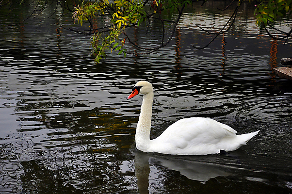 포토 JPG 해외이미지 주간 한마리 호수 사람없음 야외 백조 해외202004 해외포토 자연요소 1 조류 파일형식 이미지허브