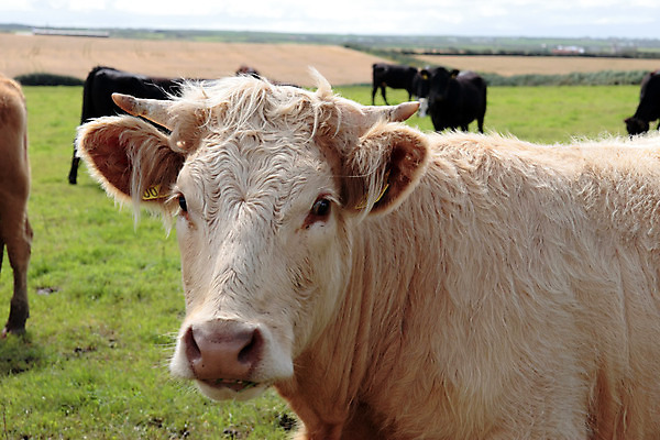 포토 JPG 해외이미지 동물 구름 음식 밭 농업 포유류 자연 하늘 휴식 뿔 육류 스테이크 서기 사람없음 야외 초록색 농장 농경지 갈색 검은색 가축 목장 소고기 우유 시골 신선 소 닫기 선탠 군중 방목 가죽 땅 황소 아일랜드 밭일 해외202004 해외포토 자연요소 유럽 산업 컬러 컨셉 식재료 모션 유제품 서양음식 사람 축산업 생태계 파일형식 이미지허브