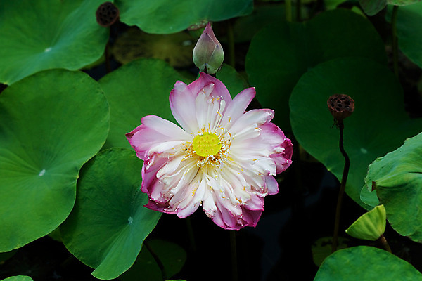 포토 JPG 해외이미지 식물 계절 공원 꽃잎 꽃 아시아 잎 꽃무늬 태국 자연 휴식 연꽃 사람없음 야외 초록색 물 여름 반사 노란색 환경 정원 보라색 벚꽃 흰색 연못 신용카드 개화 백합 명상 엽서 이국적 해외202004 해외포토 자연요소 공공시설 나라 컬러 컨셉 무늬 금융 편지 생태계 파일형식 이미지허브