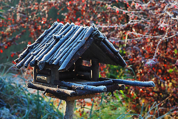 포토 JPG 해외이미지 나무 동물 계절 야생동물 음식 크리스마스 겨울 자연 조류 지붕 주택 씨앗 사람없음 목재 정원 얼음 추위 흰색 나뭇가지 작음 먹기 서리 새장 내추럴 해외202004 해외포토 자연요소 식물 기념일 컬러 재료 모션 건물 크기 생태계 케이지 파일형식 이미지허브
