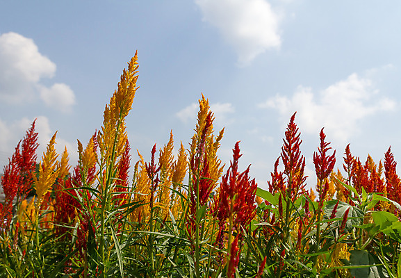 포토 JPG 해외이미지 식물 공원 꽃잎 꽃 꽃다발 백그라운드 잎 꽃무늬 밭 오렌지 자연 부활절 발렌타인데이 사람없음 야외 빨간색 컬러풀 노란색 정원 봄 성장 벚꽃 축하 신선 닫기 꽃집 향수 순수 깃털 원예 질감 내추럴 창백 파스텔톤 완전 해외202004 해외포토 계절 공공시설 기념일 컬러 컨셉 무늬 농업 과일 모션 데이이벤트 취미 상점 화장품 생태계 파일형식 이미지허브