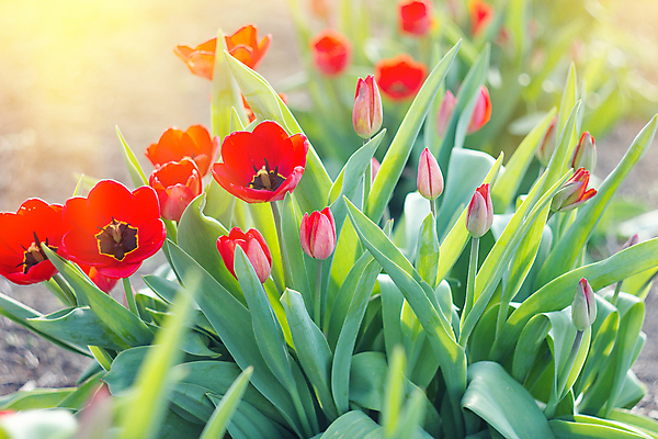 포토 JPG 해외이미지 식물 1 계절 공원 꽃잎 꽃 줄기 분홍색 백그라운드 잎 꽃무늬 밭 전구 자연 부활절 사람없음 장식 빨간색 초록색 여름 빛 컬러풀 노란색 새싹 정원 맑음 보라색 봄 튤립 벚꽃 흰색 신선 오픈 네덜란드 원예 화단 내추럴 해외202004 해외포토 공공시설 기념일 유럽 컬러 무늬 농업 날씨 취미 생태계 파일형식 이미지허브