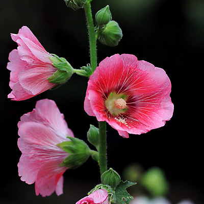 포토 JPG 해외이미지 식물 꽃 꽃다발 백그라운드 잎 꽃무늬 밭 농업 자연 새로움 사람없음 장식 초록색 여름 컬러풀 정원 성장 벚꽃 나뭇가지 신선 화려 개화 허브 해외202004 해외포토 나무 계절 산업 컬러 컨셉 무늬 생태계 파일형식 이미지허브