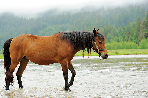 포토 JPG 해외이미지 동물 야생동물 백그라운드 밭 포유류 자연 사랑 풍경 사람없음 야외 초록색 물 여름 강 달리기 농장 갈색 자유 흰색 만 승마 닫기 군중 갈기 해외202004 해외포토 자연요소 계절 감정 스포츠 컬러 컨셉 농업 모션 사람 생태계 파일형식 이미지허브