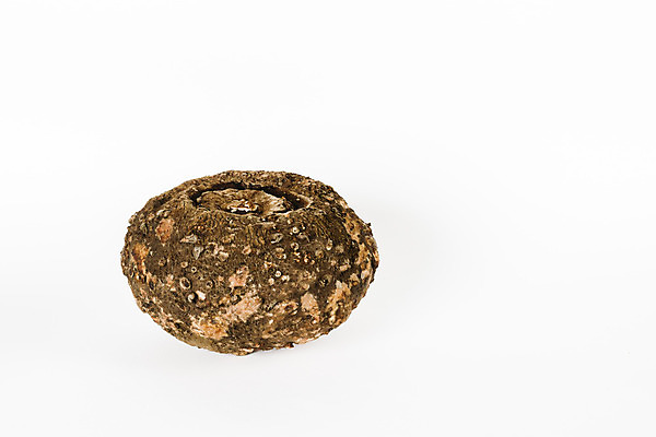 포토 JPG 해외이미지 식물 아시아 음식 백그라운드 농업 채소 건강 동양인 사람없음 갈색 신선 원형 약초 날것 뿌리 녹말 식용 탄수화물 세련 해외202004 해외포토 도형 나라 산업 컬러 인종 풀_식물 파일형식 이미지허브