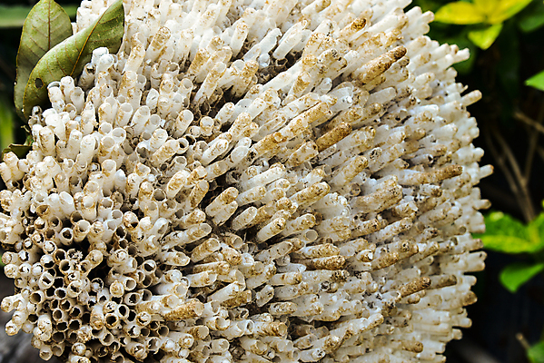 포토 JPG 해외이미지 종이 야생동물 곤충 건축양식 자연 사람없음 컬러풀 노란색 작업 말벌 육각형 해외202004 해외포토 도형 동물 건축 컬러 벌_곤충 생태계 파일형식 이미지허브