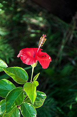 포토 JPG 해외이미지 주간 잎 자연 사람없음 야외 빨간색 히비스커스 해외202004 해외포토 자연요소 식물 꽃 컬러 생태계 파일형식 이미지허브