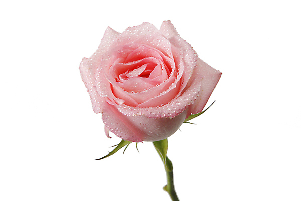 포토 JPG 해외이미지 꽃 분홍색 잎 자연 발렌타인데이 사람없음 초록색 물 장미 흰색 떨어짐 해외202004 해외포토 자연요소 식물 컬러 컨셉 데이이벤트 생태계 파일형식 이미지허브