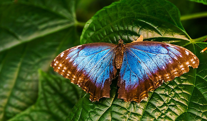 포토 JPG 해외이미지 동물 여자 남자 나비 곤충 백그라운드 절지류 날개 자연 멕시코 종류 사람없음 파란색 컬러풀 미국 활발 오픈 큼 부엉이 강렬 이국적 인기 해외202004 해외포토 컬러 컨셉 북아메리카 조류 사람 크기 생태계 파일형식 이미지허브