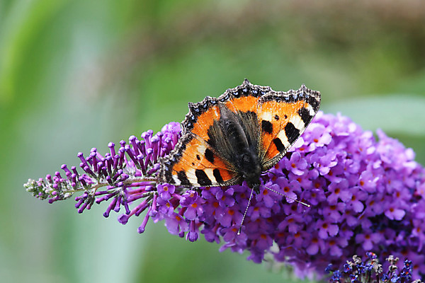포토 JPG 해외이미지 동물 꽃 나비 곤충 오렌지 자연 앉기 사람없음 컬러풀 보라색 벚꽃 해외202004 해외포토 식물 컬러 과일 모션 생태계 파일형식 이미지허브