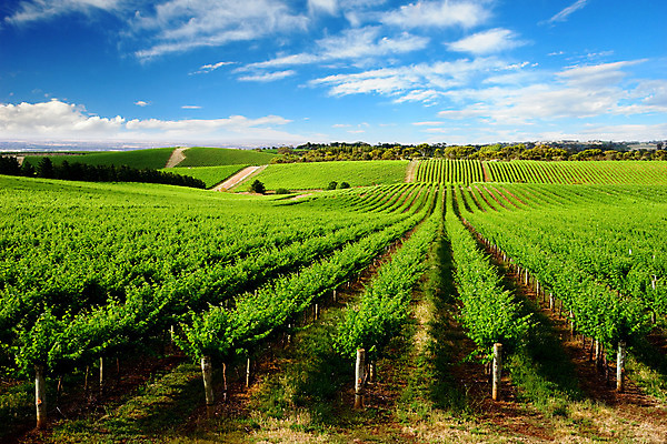 포토 JPG 해외이미지 구름 계절 산업 여행 농업 자연 하늘 포도 풍경 사람없음 야외 초록색 여름 태양 농장 와인 봄 시골 호주 포도밭 남쪽 해외202004 해외포토 자연요소 컬러 밭 과일 주류 오세아니아 방향 생태계 파일형식 이미지허브