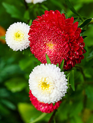 포토 JPG 해외이미지 식물 꽃잎 꽃 줄기 백그라운드 잎 꽃무늬 자연 사람없음 빨간색 초록색 머리 벚꽃 흰색 떨어짐 이슬 꽃가루 해외202004 해외포토 컬러 컨셉 무늬 신체부위 가루 생태계 파일형식 이미지허브