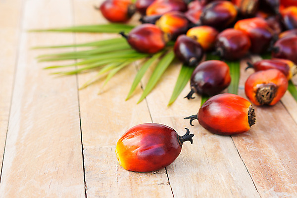 포토 JPG 해외이미지 식물 산업 아시아 음식 잎 농업 과일 교통시설 자동차 자연 손바닥 씨앗 사람없음 경제 농장 에너지 견과류 지성 수확 신선 재산 역 휘발유 다발 에코 날것 탱크 연료 가스 짐차 자원 펌프 노즐 디젤 밭일 세련 해외202004 해외포토 손 나라 육상교통 교통 금융 환경 석유 시설 생태계 파일형식 이미지허브