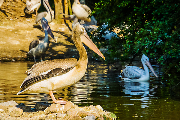 포토 JPG 해외이미지 동물 유럽 호수 얼굴 야생동물 조류 거리 동물원 종류 서기 사람없음 옆모습 물 강 머리 흰색 큼 인도인 지중해 펠리컨 깃털 부리 멸종 철새 계산서 달마시안 파우치 해외202004 해외포토 자연요소 외국인 나라 바다 뷰포인트 컬러 가방 모션 동양인 신체부위 개 크기 파일형식 이미지허브