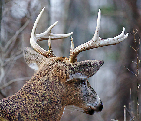 포토 JPG 해외이미지 나무 응시 남자 감정 백그라운드 잎 포유류 자연 사슴 뿔 사람없음 갈색 검은색 놀람 회색 닫기 숲 그림 땅바닥 해외202004 해외포토 식물 동물 시선 컬러 모션 바닥 표정 사람 생태계 파일형식 이미지허브