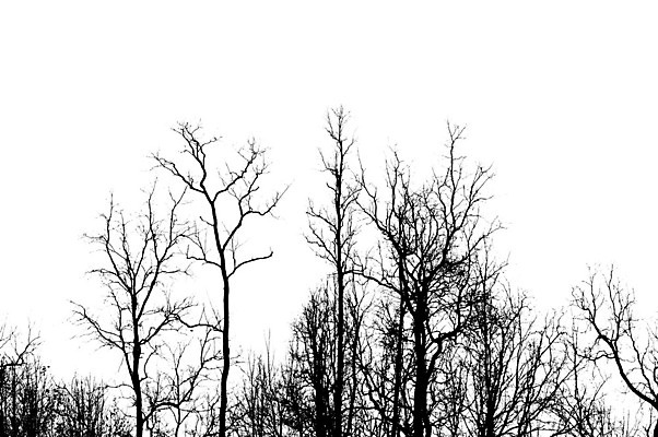 포토 JPG 해외이미지 모양 나무 식물 디자인 계절 실루엣 줄기 백그라운드 컨셉 겨울 패턴 자연 하늘 날씨 추상 건조 미술 풍경 사람없음 야외 목재 환경 검은색 가을 흰색 나뭇가지 시골 죽음 고독 숲 싱글 그림 나무껍질 가뭄 내추럴 벌거벗은 생태학 엘리먼트 옛날 해외202004 해외포토 교육 감정 컬러 무늬 재료 문화예술 촬영기법 껍질 생태계 파일형식 이미지허브