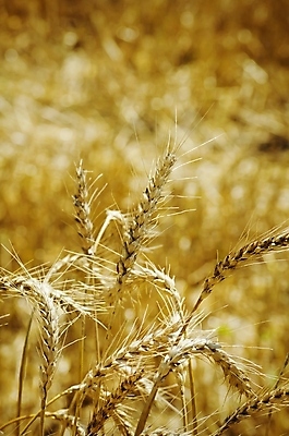 포토 JPG 해외이미지 백그라운드 밭 농업 자연 씨앗 풍경 사람없음 야외 여름 농장 노란색 환경 수확 시골 뜨거움 황금 시리얼 밀 장면 해외202004 해외포토 식물 계절 산업 음식 컬러 곡류 생태계 파일형식 이미지허브