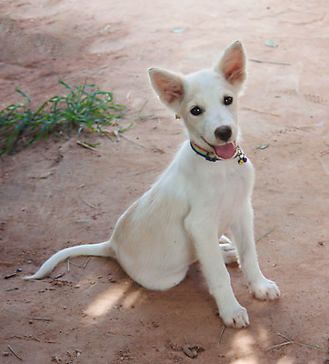 포토 JPG 해외이미지 동물 포유류 함께함 앉기 사람없음 반려동물 흰색 개 리트리버 강아지 작음 자르기 래브라도리트리버 크림 몸단장 송곳니 기르기 복종 해외202004 해외포토 컬러 컨셉 모션 치아 크기 돌봄 파일형식 이미지허브