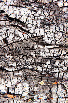 포토 JPG 해외이미지 백그라운드 패턴 자연 추상 건조 경고 사람없음 목재 환경 죽음 뜨거움 위험 사인 질감 과거 먼지 가뭄 문제 숯 고체 재앙 효과 해외202004 해외포토 나무 컨셉 무늬 재료 날씨 생태계 파일형식 이미지허브