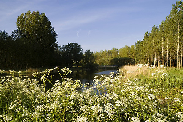포토 JPG 해외이미지 나무 꽃 하늘 아침 풍경 사람없음 물 봄 개울 줄서기 해외202004 해외포토 주간 자연요소 식물 계절 모션 강 파일형식 이미지허브