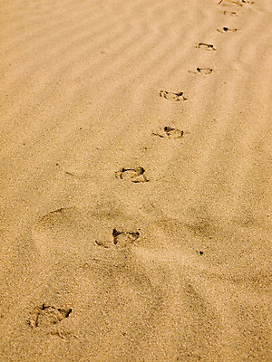 포토 JPG 해외이미지 동물 모래 백그라운드 패턴 자연 갈매기 조류 추상 사람없음 물 여름 반려동물 모래사장 갈색 산책 바위 개 인쇄 발자국 흔적 사인 질감 발가락 밀짚 물갈퀴 송곳니 선로 양발 자취 집게발 각인 해외202004 해외포토 자연요소 계절 바다 컬러 무늬 포유류 자국 발 휴식 돌_바위 치아 짚 생태계 파일형식 이미지허브