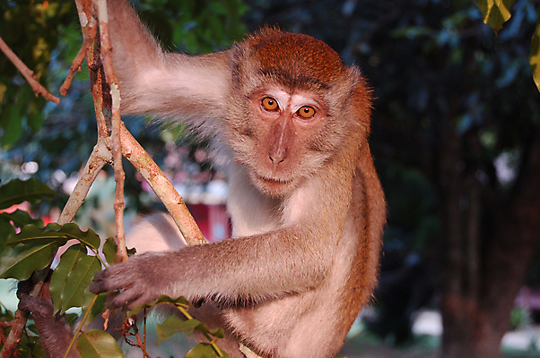 포토 JPG 해외이미지 나무 동물 응시 얼굴 야생동물 포즈 잎 포유류 발 자연 털 동물원 종류 사람없음 목재 울타리 노란색 점프 나뭇가지 원숭이 주름 황무지 보호 숲 코 지능 해외202004 해외포토 식물 시선 컬러 컨셉 재료 모션 신체부위 담장 생태계 파일형식 이미지허브