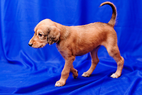 포토 JPG 해외이미지 동물 1 응시 새끼 백그라운드 털 사람없음 가로 파란색 반려동물 갈색 산책 흰색 아기 직물 개 강아지 작음 만족 사냥개 육식동물 해외202004 해외포토 시선 감정 컬러 포유류 휴식 사람 크기 파일형식 이미지허브