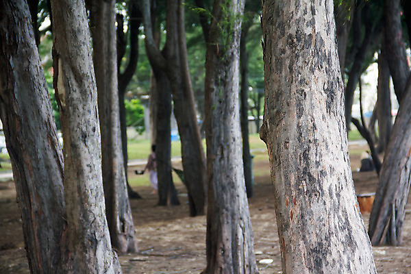 포토 JPG 해외이미지 나무 식물 구름 호수 모래 바다 여행 백그라운드 패턴 자연 하늘 추상 휴가 풍경 사람없음 야외 목재 여름 파란색 갈색 흰색 소나무 숲 질감 내추럴 옛날 해외202004 해외포토 자연요소 계절 컬러 무늬 재료 생태계 파일형식 이미지허브