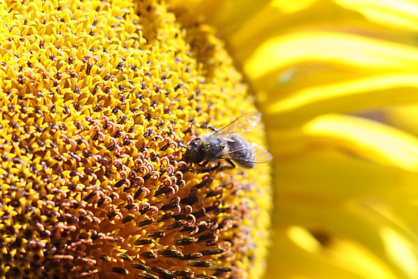 포토 JPG 해외이미지 식물 동물 꽃잎 꽃 줄기 곤충 백그라운드 잎 꽃무늬 밭 농업 자연 하늘 해바라기 건강 씨앗 사람없음 야외 가로 초록색 여름 파란색 농작물 태양 노란색 우주 환경 정원 봄 활발 벚꽃 흰색 닫기 수분 벌 싱글 유기농 생물학 꽃가루 꿀 내추럴 동물상 해외202004 해외포토 자연요소 웰빙 계절 교육 산업 컬러 컨셉 무늬 모션 조형물 가루 생태계 파일형식 이미지허브