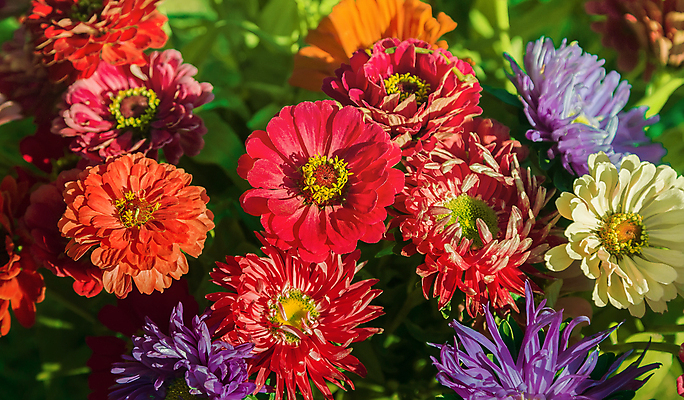 포토 JPG 해외이미지 식물 계절 꽃잎 꽃 분홍색 잎 휴가 새로움 선물 사람없음 장식 빨간색 초록색 여름 빛 정원 봄 개화 닫기 원예 향기 부드러움 내추럴 해외202004 해외포토 컬러 컨셉 모션 취미 감각 냄새 파일형식 이미지허브