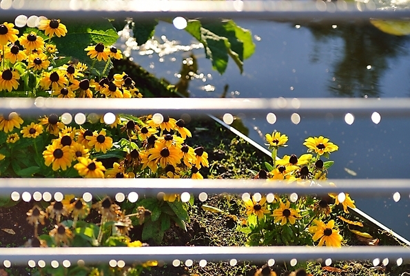 포토 JPG 해외이미지 꽃 호수 잎 사람없음 물 여름 강 노란색 금속 젖음 벚꽃 연못 바 떨어짐 은색 빗방울 철책 해외202004 해외포토 자연요소 식물 계절 컬러 컨셉 재질 비_날씨 파일형식 이미지허브