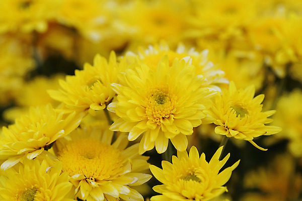 포토 JPG 해외이미지 식물 계절 꽃잎 꽃 꽃다발 백그라운드 잎 꽃무늬 패턴 오렌지 태국 자연 벽지 프레임 국화 사람없음 야외 장식 초록색 여름 컬러풀 노란색 정원 봄 활발 성장 벚꽃 가을 흰색 신선 개화 황금 내추럴 해외202004 해외포토 아시아 컬러 컨셉 무늬 과일 생태계 파일형식 이미지허브