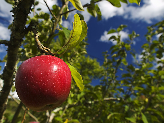 포토 JPG 해외이미지 나무 식물 계절 음식 잎 농업 과일 자연 하늘 건강 사람없음 야외 가로 빨간색 초록색 파란색 정원 맑음 수확 성장 나뭇가지 신선 닫기 달콤 사과 과수원 유혹 다발 먹기 심볼 묘사 유기농 원예 내추럴 숙성 해외202004 해외포토 웰빙 산업 컬러 컨셉 모션 날씨 취미 맛 생태계 파일형식 이미지허브