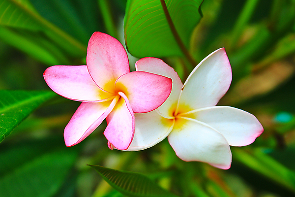 포토 JPG 해외이미지 식물 꽃 분홍색 잎 태국 자연 휴식 사람없음 초록색 노란색 정원 벚꽃 신선 향수 하와이 향기 발리 이국적 알로하 해외202004 해외포토 아시아 컬러 섬 컨셉 미국 화장품 인사 생태계 냄새 인도네시아 파일형식 이미지허브
