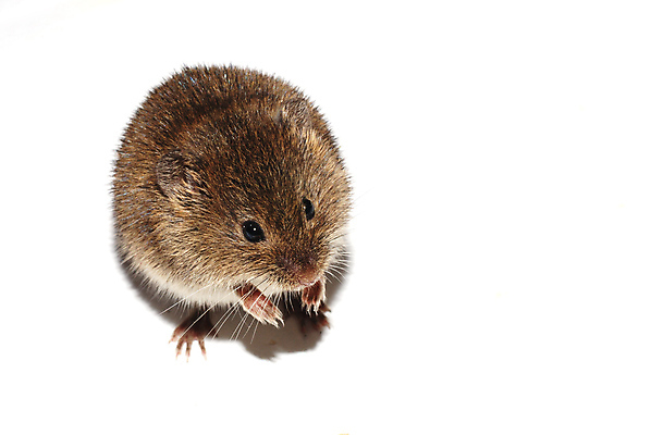 포토 JPG 해외이미지 동물 응시 야생동물 백그라운드 포유류 자연 생물 털 동물원 사람없음 반려동물 컴퓨터 갈색 고양이 회색 흰색 해충 쥐 설치류 위험 작음 오브젝트 코 꼬리 솜털 내추럴 고립 힘찬 해외202004 해외포토 시선 컬러 컨셉 신체부위 전자제품 벌레 크기 생태계 파일형식 이미지허브