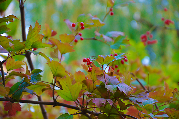 포토 JPG 해외이미지 나무 식물 계절 열매 음식 백그라운드 잎 농업 과일 자연 건강 사람없음 야외 목재 장식 빨간색 초록색 여름 컬러풀 약 노란색 정원 활발 수확 가을 흰색 나뭇가지 신선 다발 허브 관목 유기농 내추럴 숙성 해외202004 해외포토 웰빙 산업 컬러 컨셉 재료 의학 생태계 파일형식 이미지허브