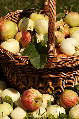 포토 JPG 해외이미지 식물 음식 잎 과일 종류 사람없음 빨간색 노란색 바구니 정원 사과 가득함 해외202004 해외포토 컬러 파일형식 이미지허브