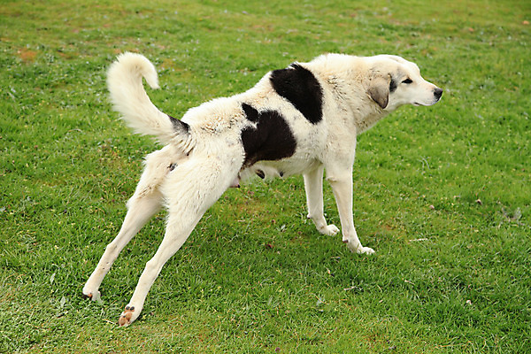 포토 JPG 해외이미지 행복 건강 사람없음 뷰티 힘 잠 개 개발 해외202004 해외포토 감정 포유류 파일형식 이미지허브