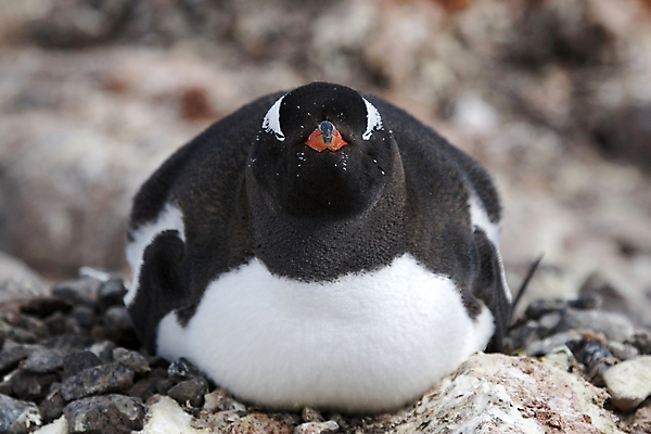 포토 JPG 해외이미지 동물 야생동물 자연 조류 사람없음 남극 펭귄 해외202004 해외포토 극지방 생태계 파일형식 이미지허브