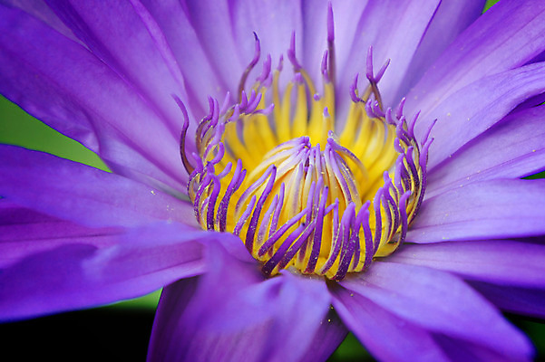 포토 JPG 해외이미지 식물 공원 꽃잎 꽃 분홍색 꽃무늬 자연 사람없음 장식 초록색 물 컬러풀 노란색 정원 보라색 봄 벚꽃 연못 개화 닫기 벌레 원예 꽃가루 해외202004 해외포토 자연요소 계절 공공시설 컬러 곤충 무늬 모션 취미 가루 생태계 파일형식 이미지허브