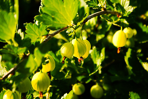 포토 JPG 해외이미지 주간 잎 사람없음 야외 초록색 구스베리 해외202004 해외포토 자연요소 식물 열매 컬러 파일형식 이미지허브
