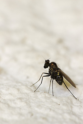 포토 JPG 해외이미지 동물 야생동물 곤충 자연 생물 사람없음 닫기 벌레 묘사 동물상 해외202004 해외포토 모션 조형물 생태계 파일형식 이미지허브