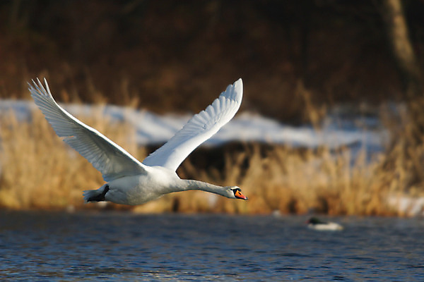 포토 JPG 해외이미지 동물 호수 물결 야생동물 백그라운드 자연 조류 발렌타인데이 사랑 사람없음 야외 물 파란색 빛 강 반사 평화 검은색 수영 침묵 거울 흰색 하트 연못 황무지 우아함 심볼 순수 깃털 부리 백조 장면 목 단아함 해외202004 해외포토 자연요소 모양 감정 컬러 컨셉 데이이벤트 신체부위 소리 수상스포츠 생태계 파일형식 이미지허브
