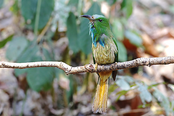 포토 JPG 해외이미지 나무 동물 여자 남자 아시아 얼굴 야생동물 백그라운드 날개 자연 조류 수염 사람없음 야외 목재 가로 초록색 파란색 컬러풀 머리 환경 나뭇가지 막대기 닫기 숲 깃털 꼬리 부리 서식지 생태학 이국적 해외202004 해외포토 식물 교육 나라 컬러 재료 모션 사람 신체부위 생태계 파일형식 이미지허브