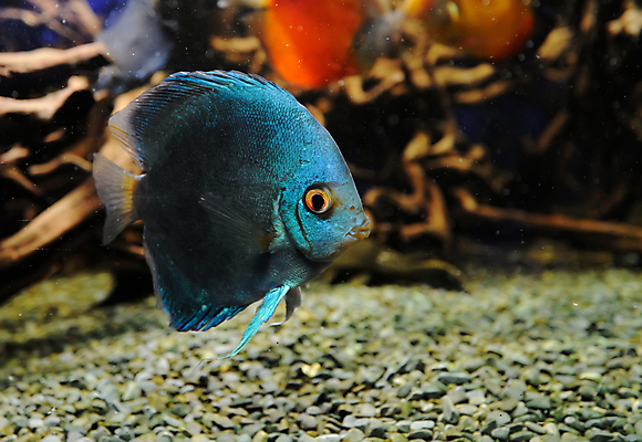 포토 JPG 해외이미지 동물 야생동물 바다 섬 여행 백그라운드 학교 자연 휴가 바닥 이집트 어류 풍경 사람없음 빨간색 물 파란색 컬러풀 노란색 환경 바닷속 수중 수영 스노클링 산호 아래 다이빙 암초 수족관 내추럴 깊이 소금물 이국적 해외202004 해외포토 자연요소 교육 컬러 아프리카 수중동물 수상스포츠 자포동물 방향 생태계 위치 수중스포츠 파일형식 이미지허브